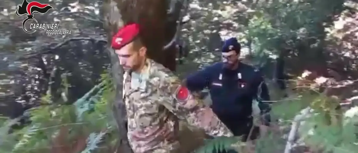 Careri e Platì, carabinieri rinvengono oltre mille piante di marijuana: un arresto