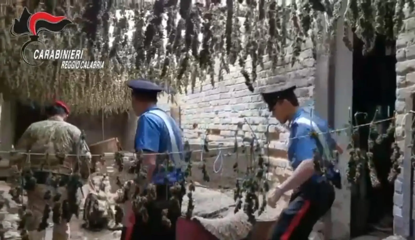 Taurianova, condannato uomo che aveva sepolto 250kg di marijuana in bidoni interrati in fiumara