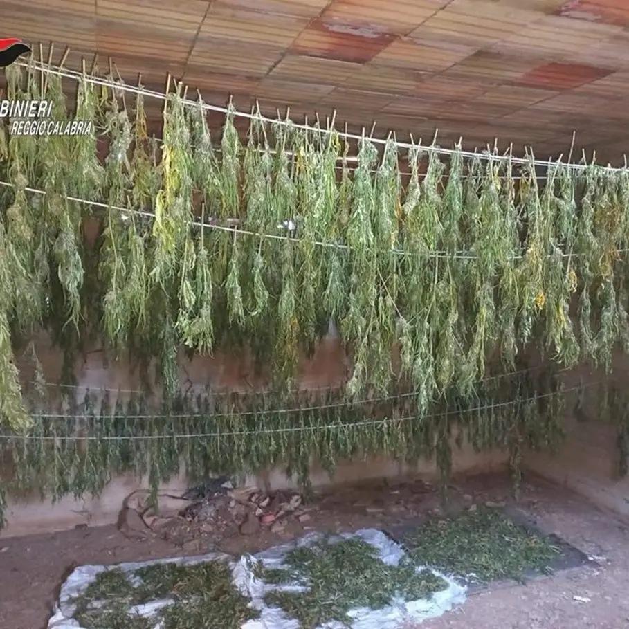 Reggio, 600 piante di cannabis in un casolare abbandonato a Gallina