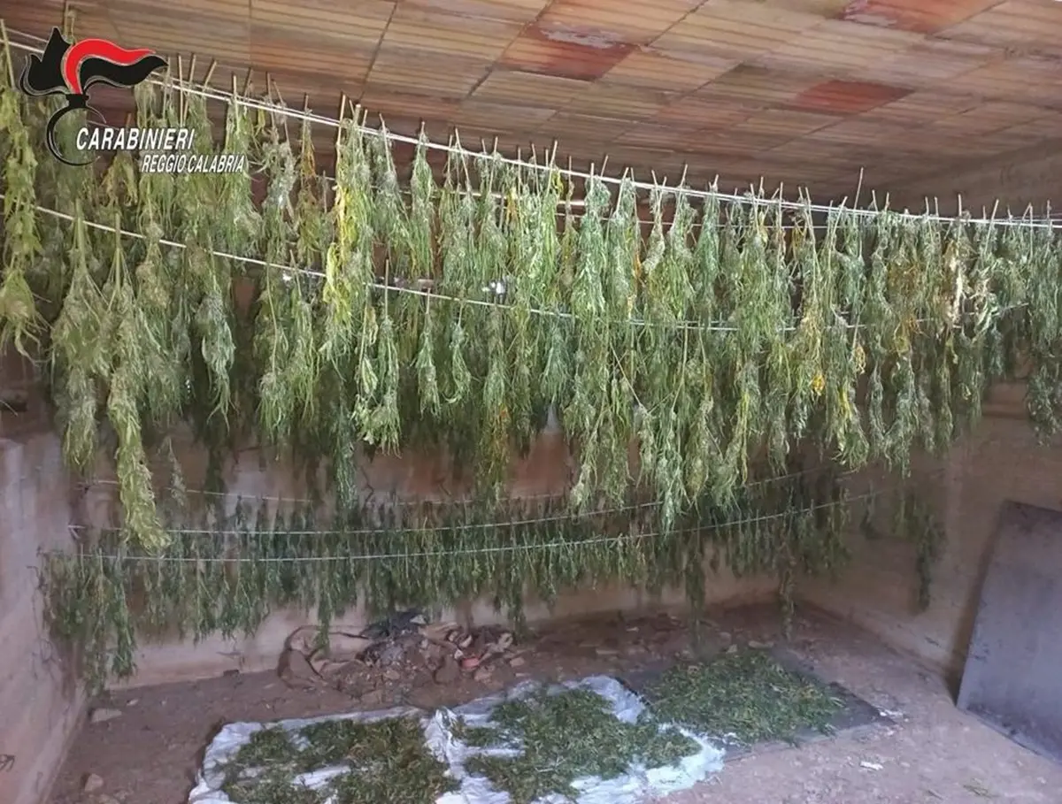 Reggio, 600 piante di cannabis in un casolare abbandonato a Gallina