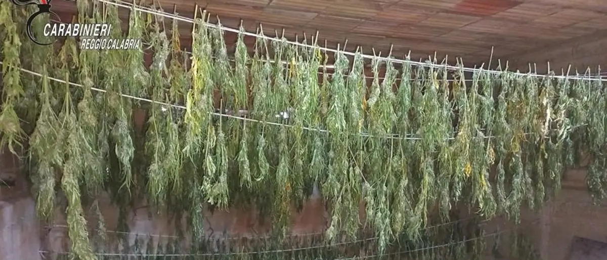 Reggio, 600 piante di cannabis in un casolare abbandonato a Gallina