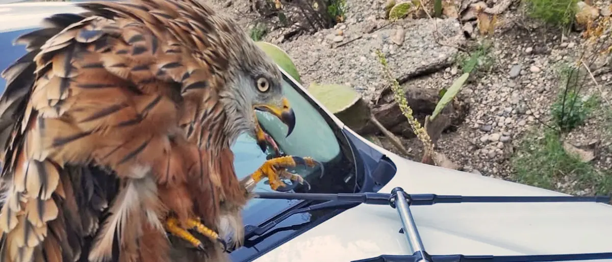 Aspromonte, Nibbio reale ferito da una fucilata in Calabria