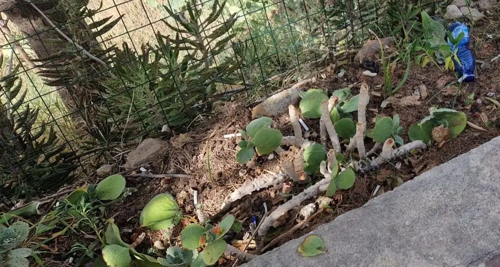 Il quartiere di Archi «Un tesoro da proteggere insieme». L'appello del parroco per il futuro della comunità