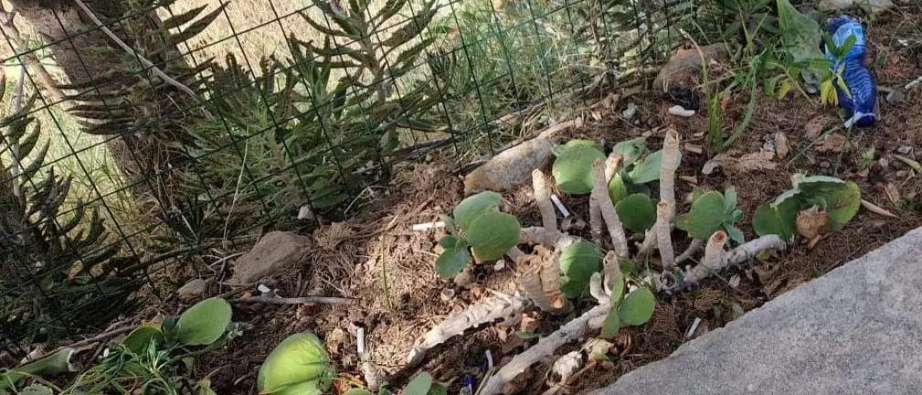 Il quartiere di Archi «Un tesoro da proteggere insieme». L'appello del parroco per il futuro della comunità