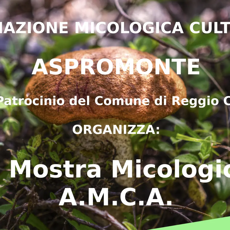 Reggio, prima mostra mostra micologica a cura dell’associazione culturale Aspromonte