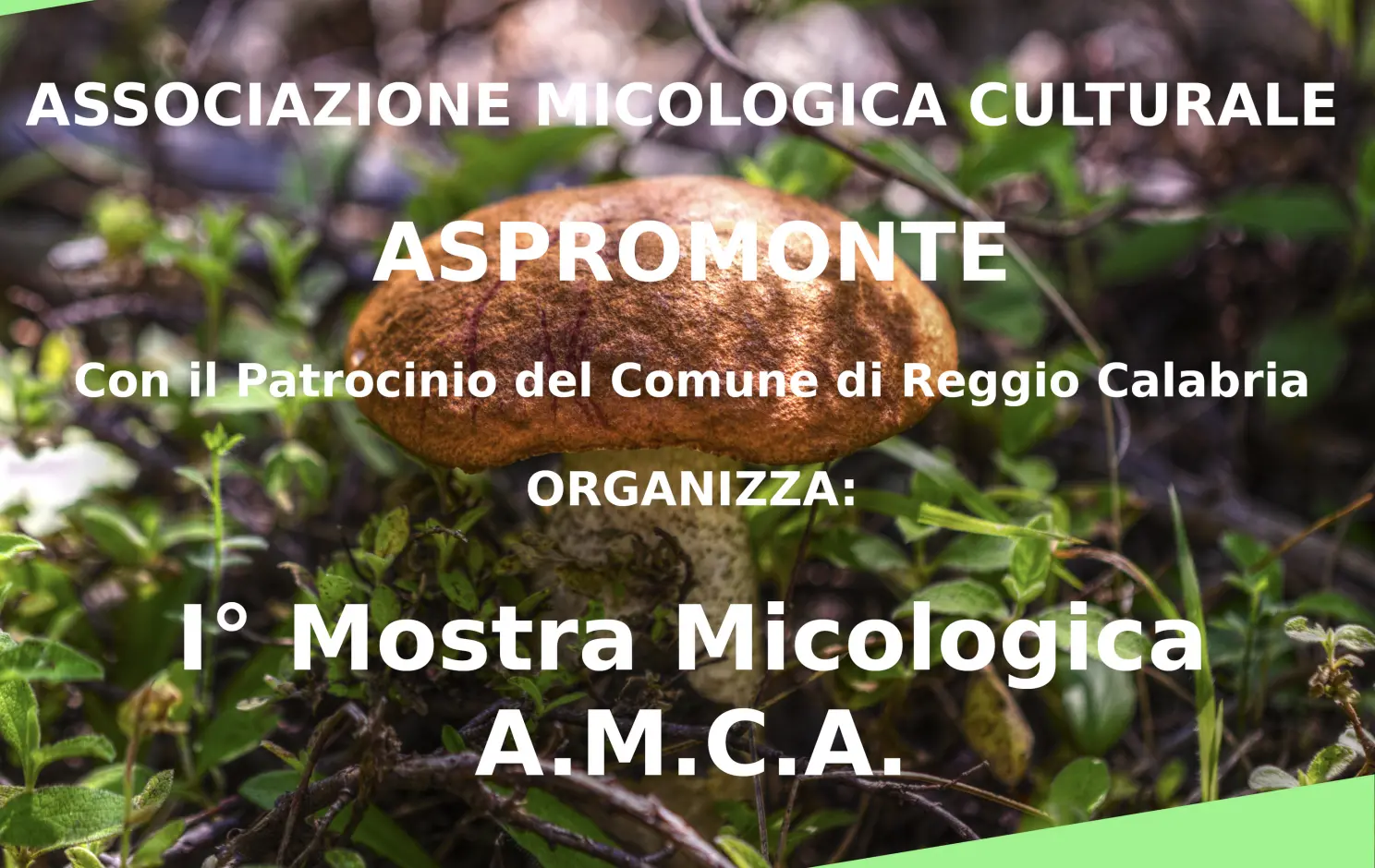 Reggio, prima mostra mostra micologica a cura dell’associazione culturale Aspromonte