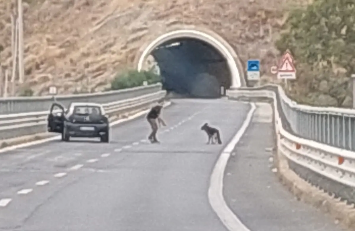 Cane vagava rischiosamente sulla 106 tra Roccella e Marina di Gioiosa, salvato da un automobilista