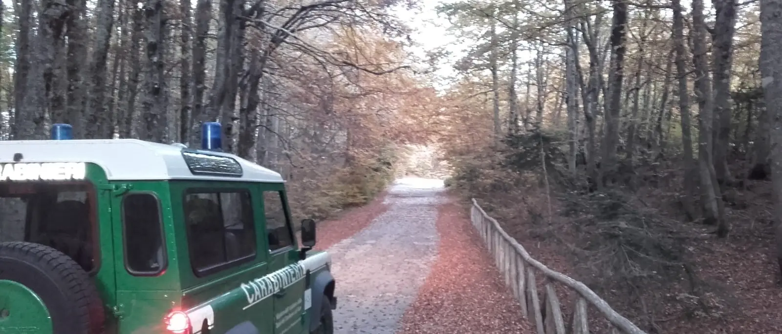 Carabinieri Forestali scovano pascolo abusivo nel Parco Nazionale d'Aspromonte