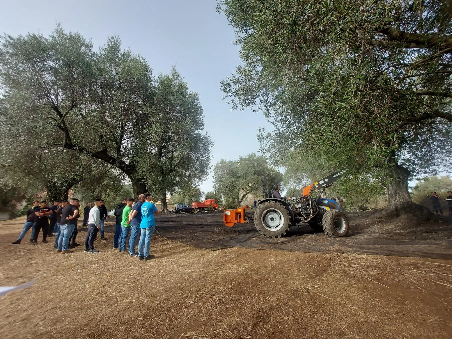 Palmi, gli studenti dell'Einaudi-Alvaro impegnati nella raccolta delle olive
