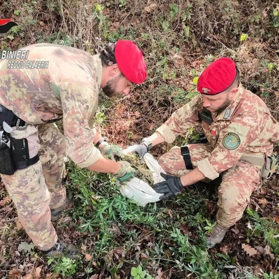 Tra Africo e Brancaleone rinvenuti un’arma clandestina, numerose munizioni e quasi 9 kg di marijuana