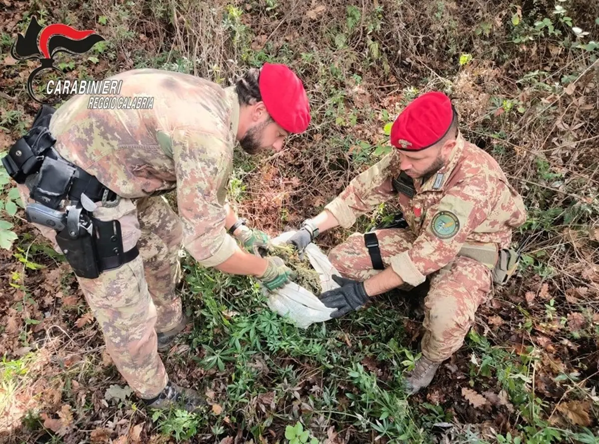 Tra Africo e Brancaleone rinvenuti un’arma clandestina, numerose munizioni e quasi 9 kg di marijuana