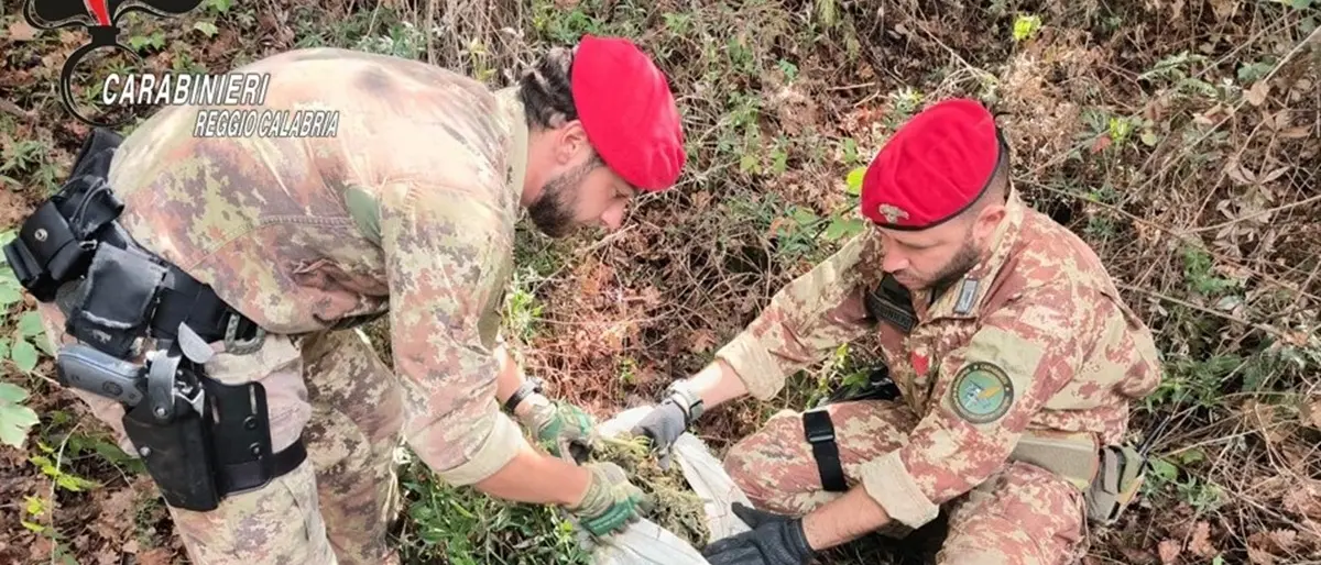 Tra Africo e Brancaleone rinvenuti un’arma clandestina, numerose munizioni e quasi 9 kg di marijuana