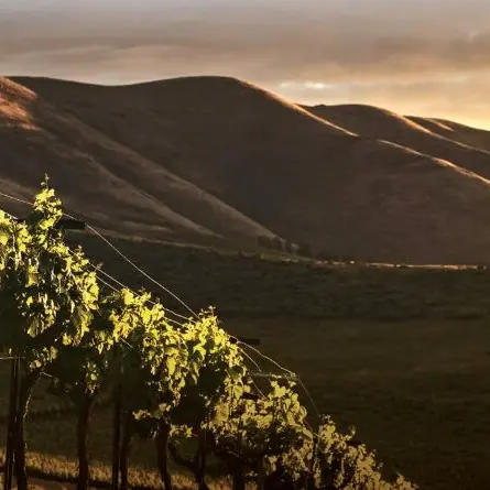 Il vino conquista le vetrine ma fatica a diventare turismo: la grande occasione (ancora inespressa) delle cantine reggine\n