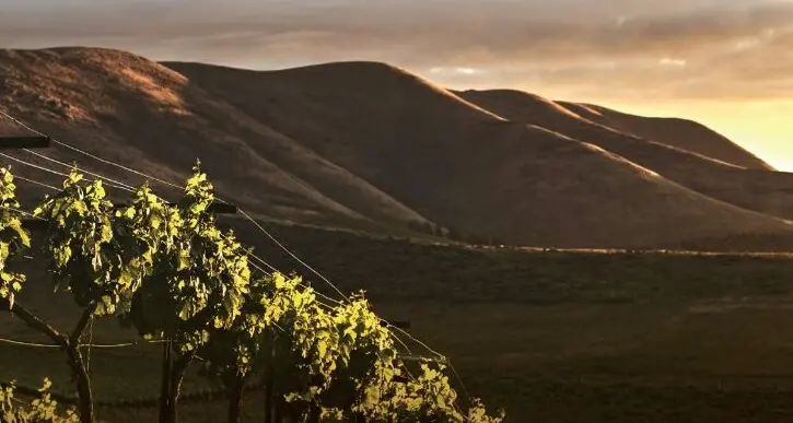Il vino conquista le vetrine ma fatica a diventare turismo: la grande occasione (ancora inespressa) delle cantine reggine\n