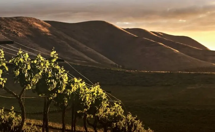 Il vino conquista le vetrine ma fatica a diventare turismo: la grande occasione (ancora inespressa) delle cantine reggine\n