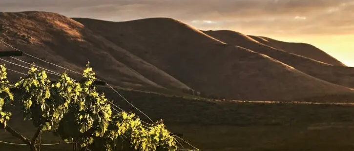 Il vino conquista le vetrine ma fatica a diventare turismo: la grande occasione (ancora inespressa) delle cantine reggine\n