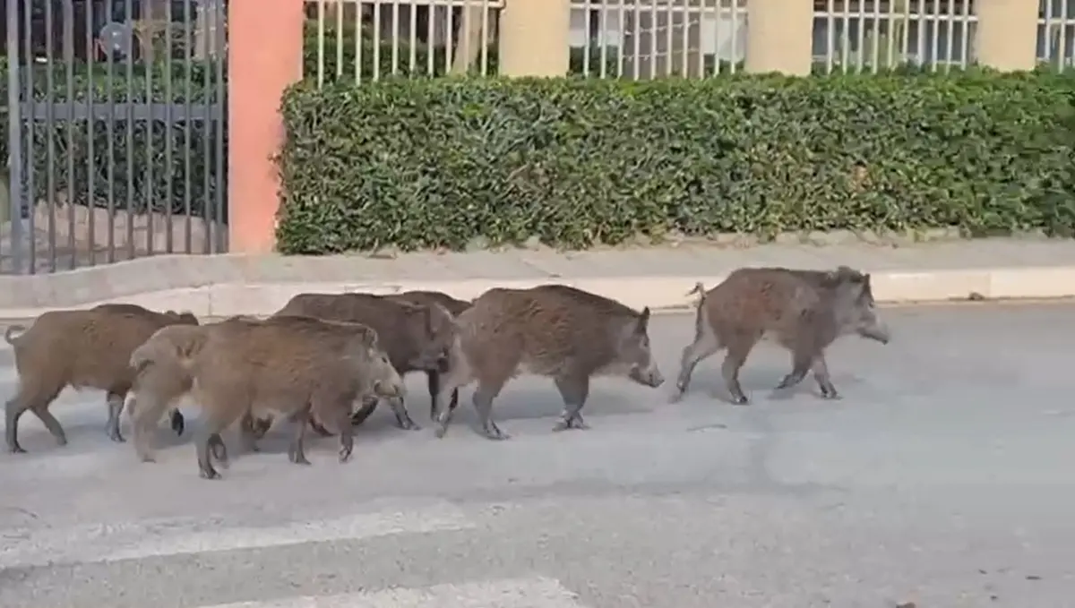 Caulonia, branco di cinghiali a passeggio sul lungomare