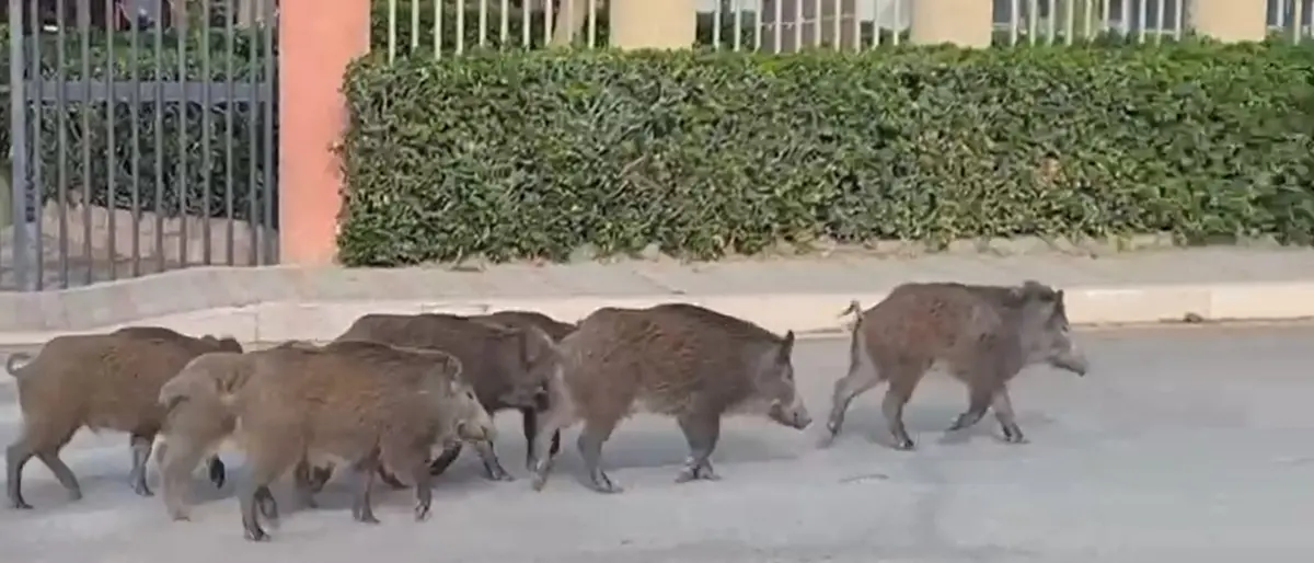 Caulonia, branco di cinghiali a passeggio sul lungomare