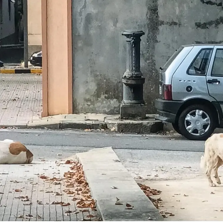 Randagismo a Cittanova, Antico: «Realizzeremo una struttura comunale dedicata ai cani»