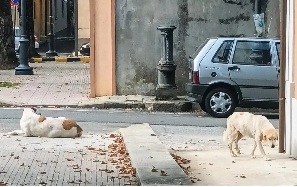 Randagismo a Cittanova, Antico: «Realizzeremo una struttura comunale dedicata ai cani»