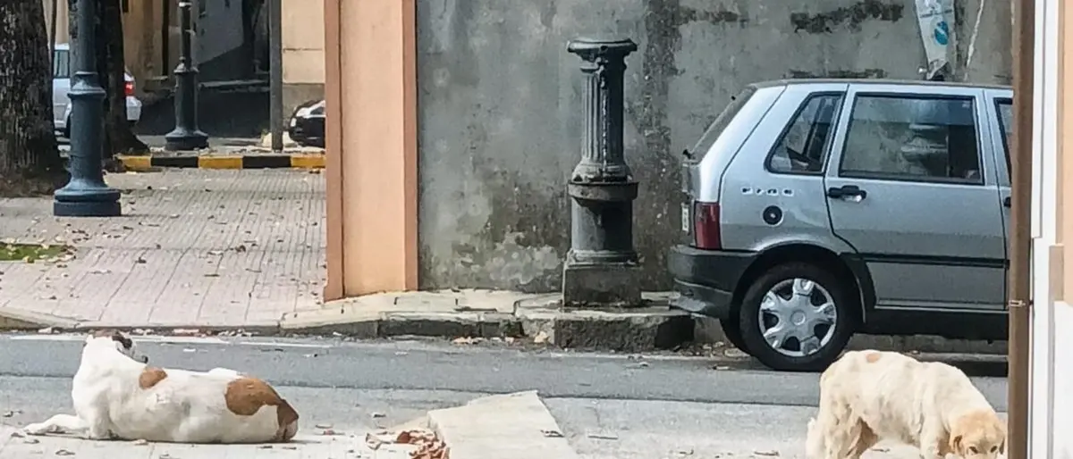 Randagismo a Cittanova, Antico: «Realizzeremo una struttura comunale dedicata ai cani»