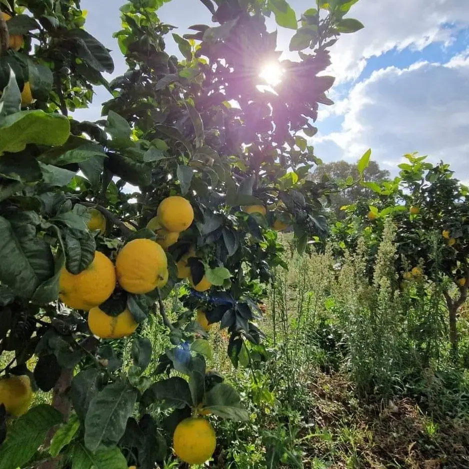 Bergamotto di Reggio Calabria Igp, ora o mai più: Comitato convocato per la riunione di pubblico accertamento a Catanzaro