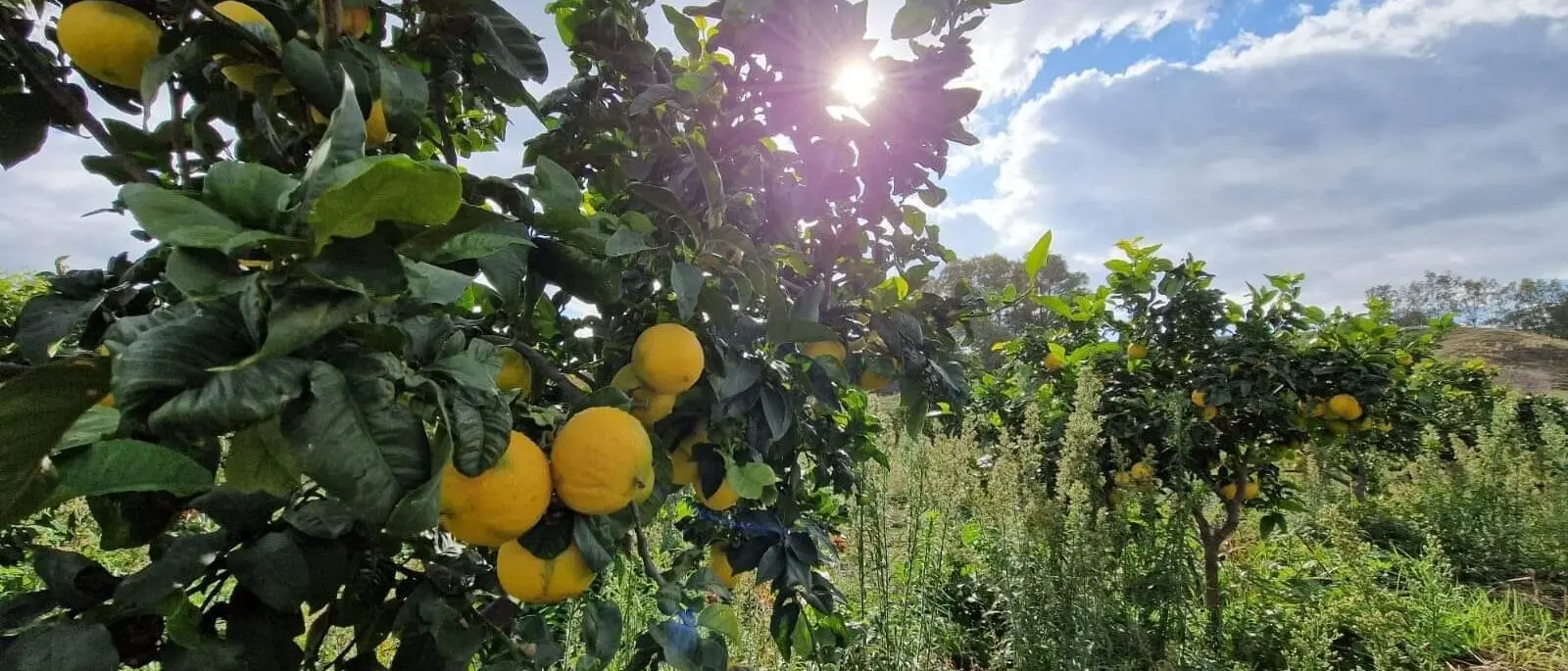Il bergamotto di Reggio diventa IGP, la soddisfazione da parte di enti e istituzioni