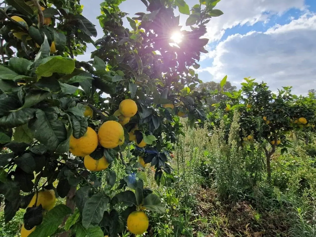 Il riscatto del Bergamotto di Reggio Calabria: a un passo dall’IGP che rilancia un’eccellenza mondiale