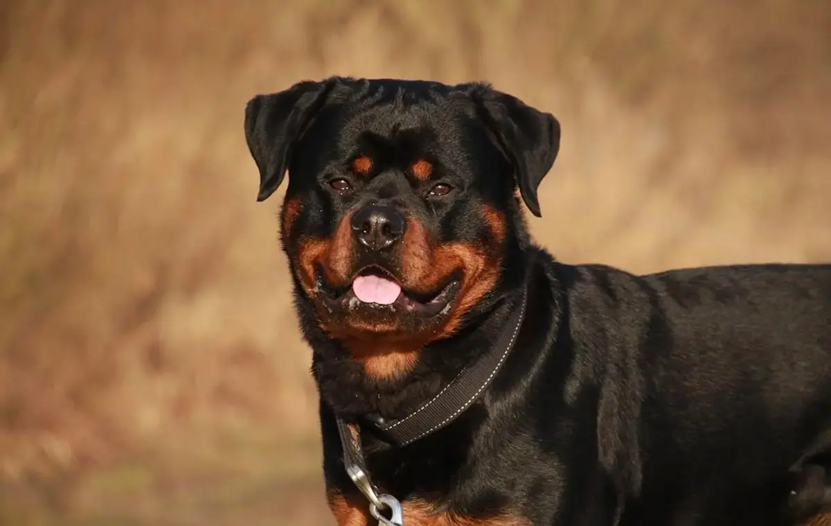 Palmi, uomo aggredito da un rottweiler mentre pescava alla Tonnara: rischia di perdere l'uso del braccio