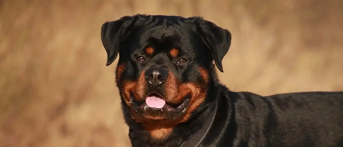 Palmi, uomo aggredito da un rottweiler mentre pescava alla Tonnara: rischia di perdere l'uso del braccio