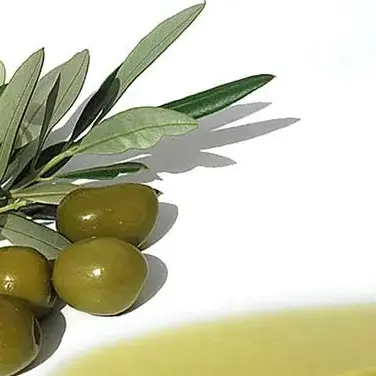 L’Olio Igp Calabria incontra le Aziende calabresi: oggi iniziativa nel Catanzarese