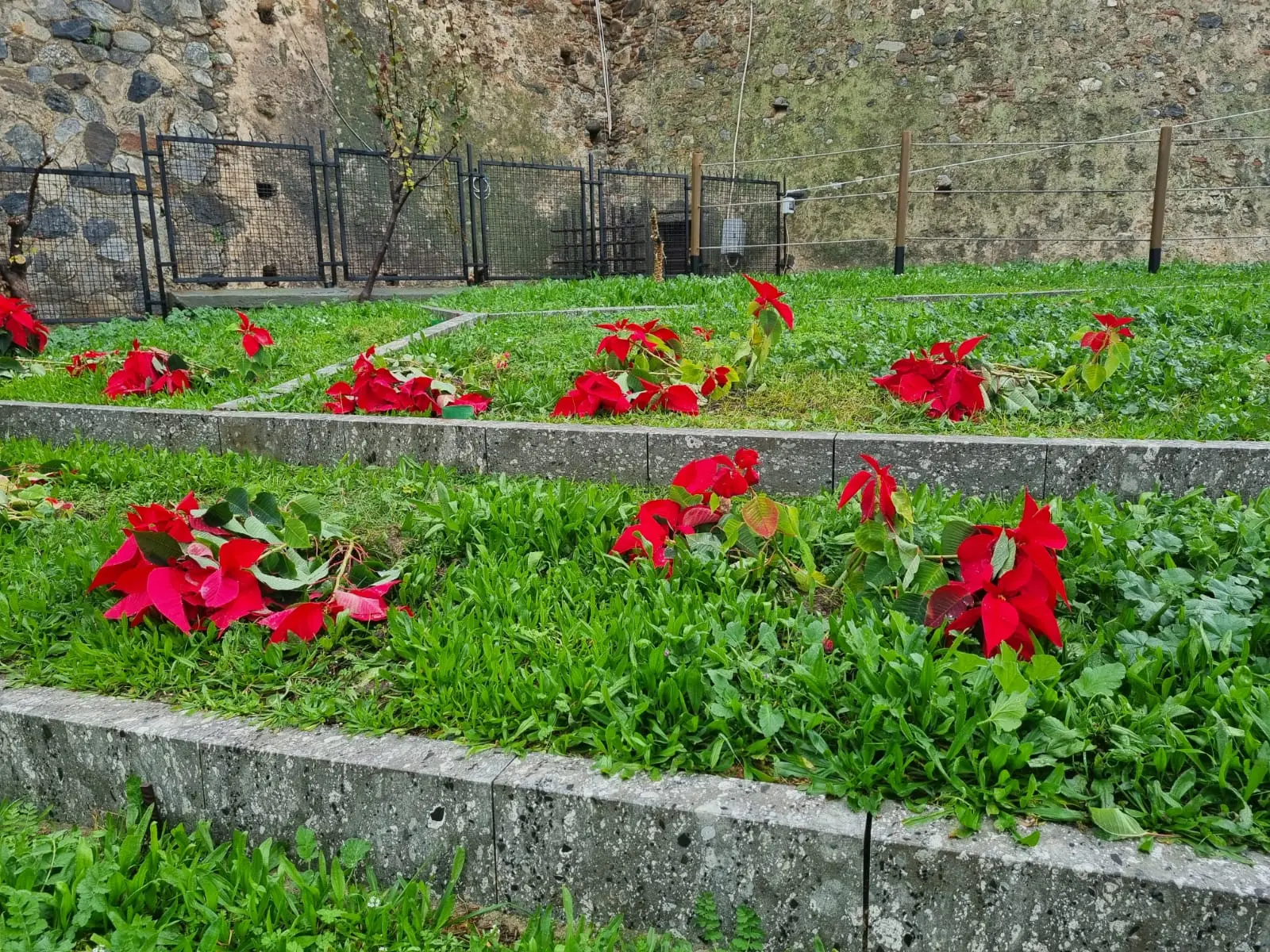 Danneggiate le stelle di Natale a piazza Castello, Merenda: «Atto vandalico o negligenza dei proprietari cani: gesto grave e altamente censurabile»
