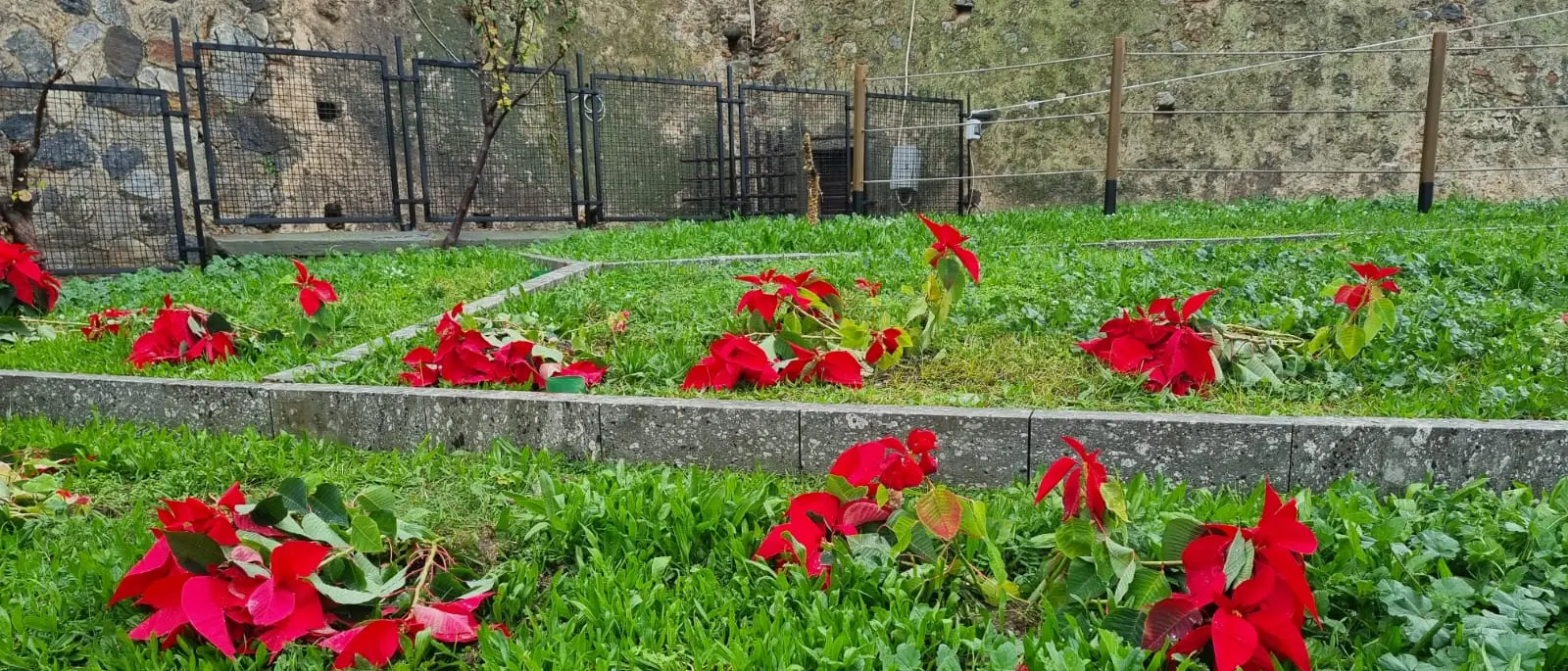 Danneggiate le stelle di Natale a piazza Castello, Merenda: «Atto vandalico o negligenza dei proprietari cani: gesto grave e altamente censurabile»