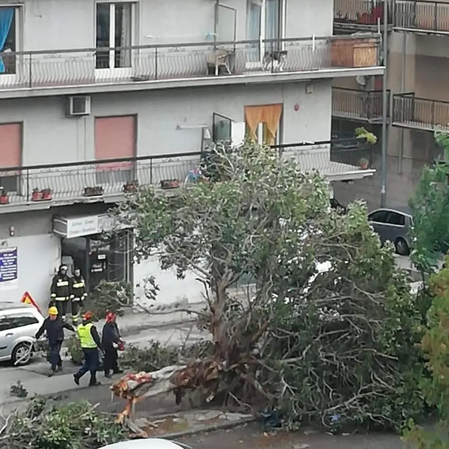 Il maltempo continua a fare danni. Albero sradicato a Reggio