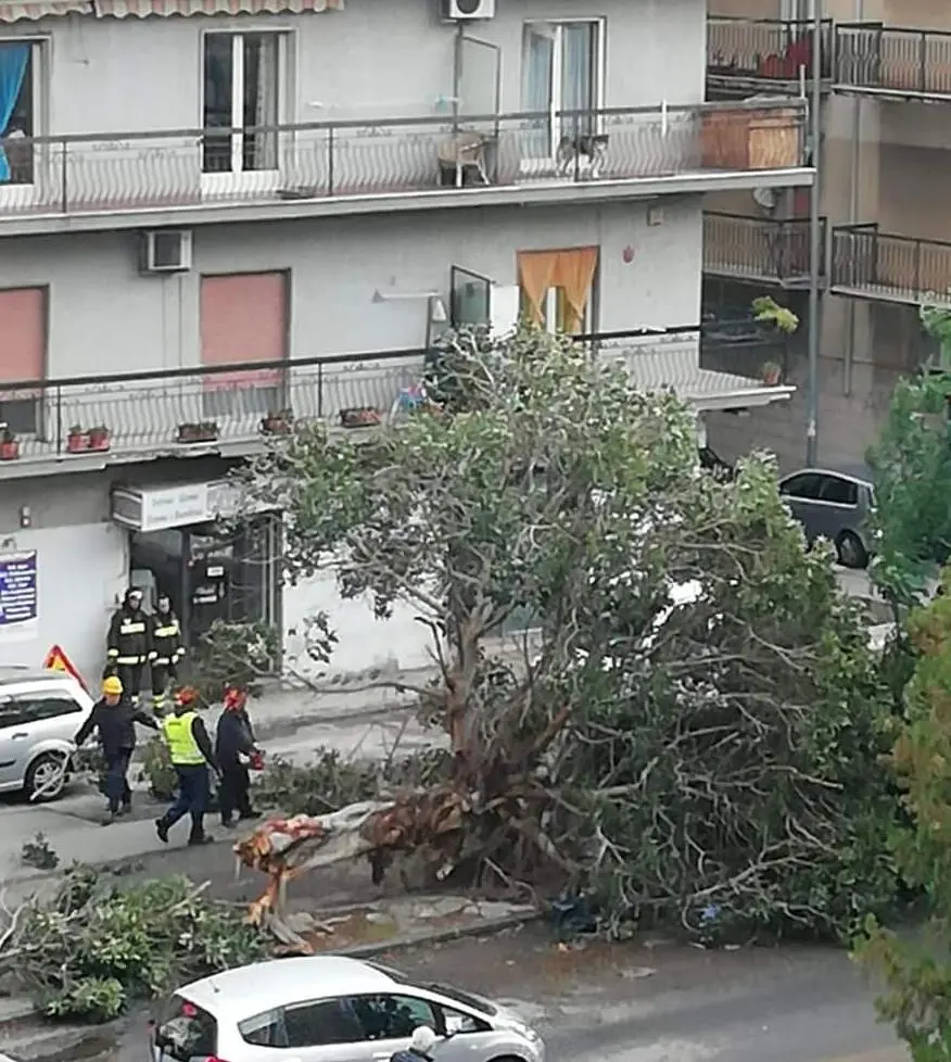 Il maltempo continua a fare danni. Albero sradicato a Reggio