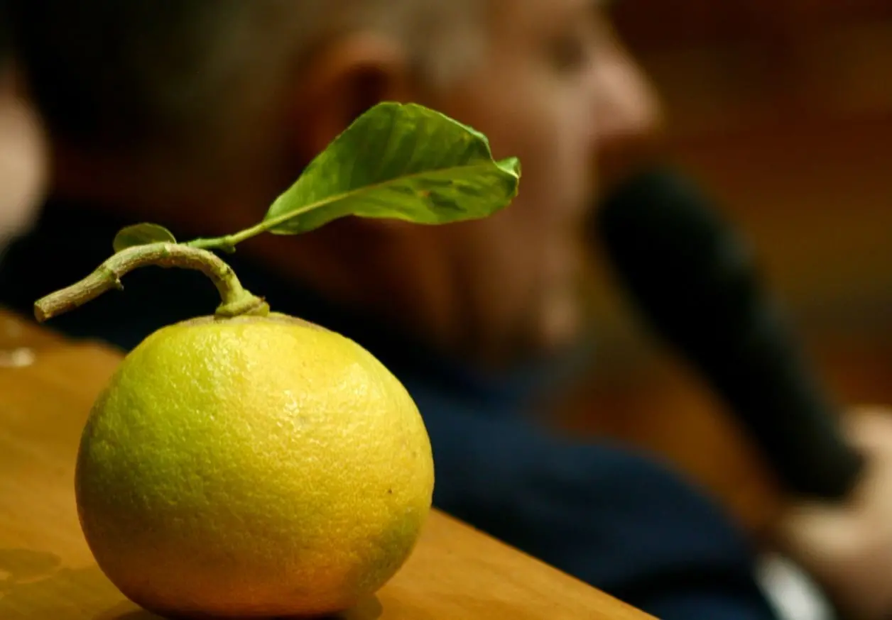 IGP e prospettive future per il Bergamotto di Reggio Calabria