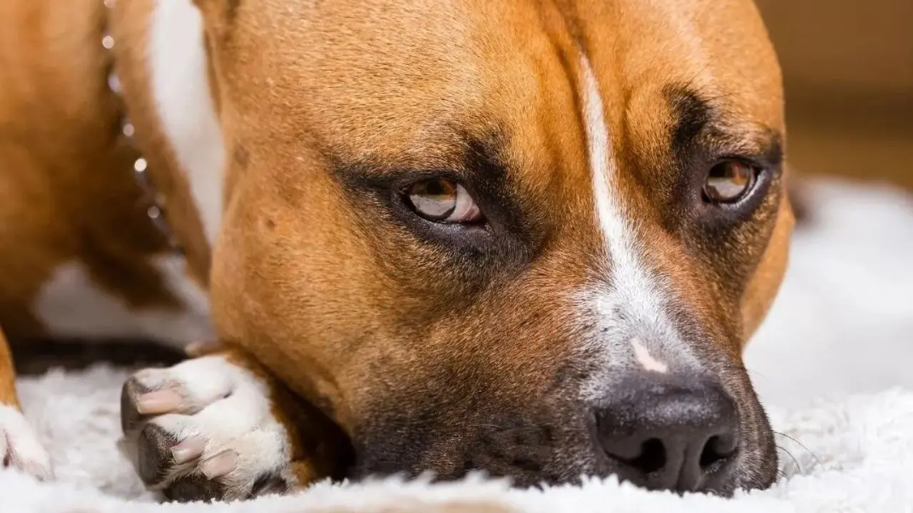 Palmi, a passeggio con il suo cane, ma un Pitbull aggredisce entrambi