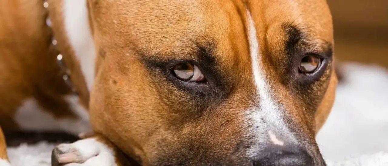Palmi, a passeggio con il suo cane, ma un Pitbull aggredisce entrambi