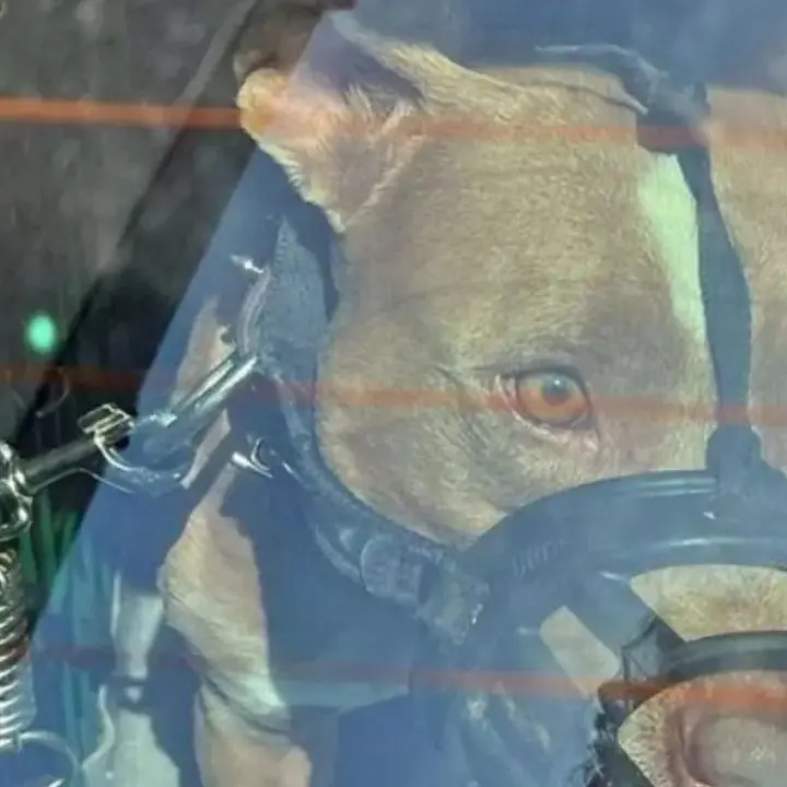 Taurianova premierà il proprio cittadino Carlo Manuele che salvò la vita al palmese Antonio Francone aggredito da un Pitbull