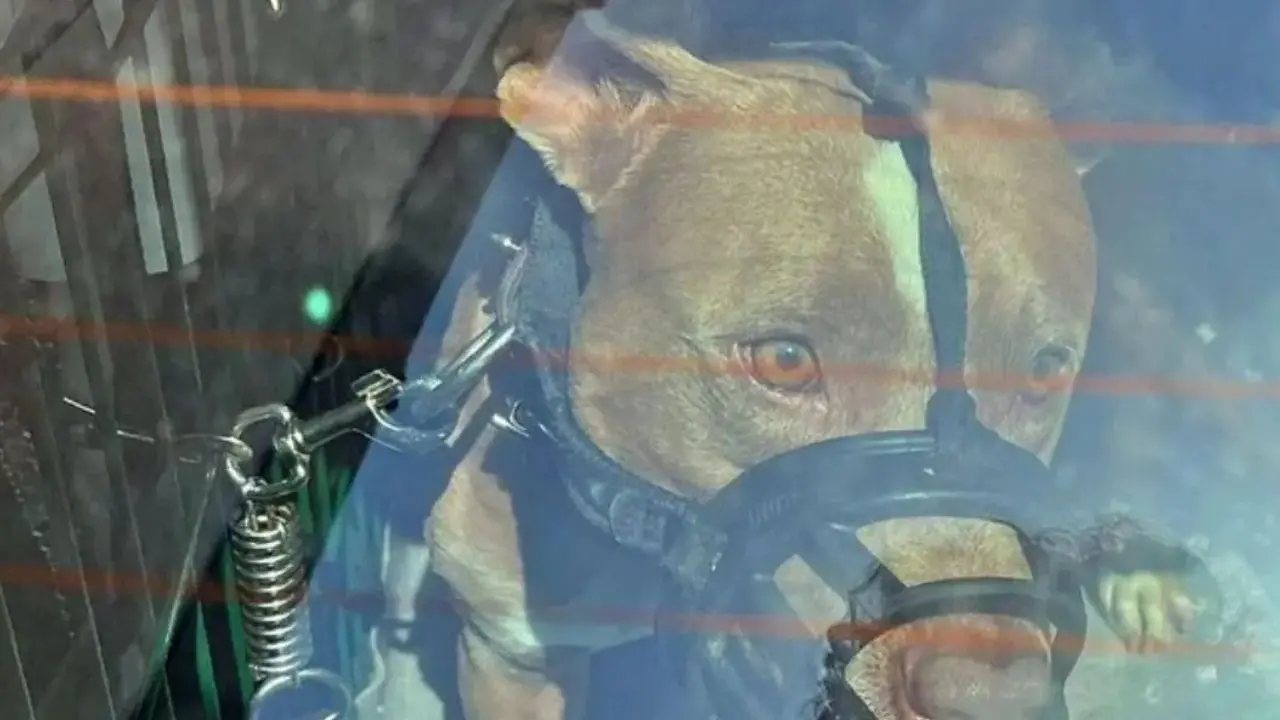 Taurianova premierà il proprio cittadino Carlo Manuele che salvò la vita al palmese Antonio Francone aggredito da un Pitbull