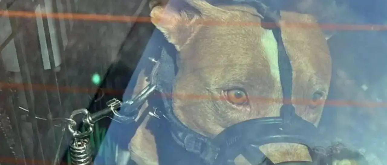 Taurianova premierà il proprio cittadino Carlo Manuele che salvò la vita al palmese Antonio Francone aggredito da un Pitbull