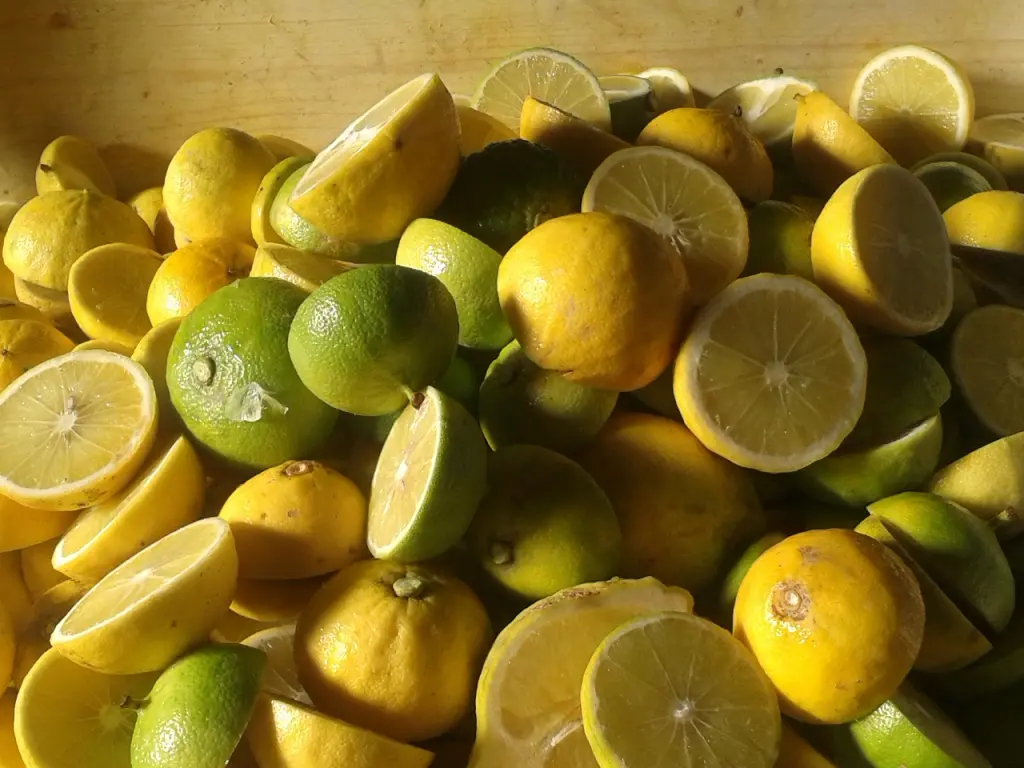 Bergamotto di Reggio: tutto pronto per l’approvazione dell’IGP