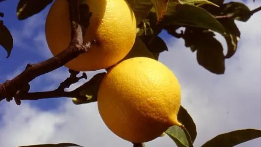 Bergamotto attrattore turistico, al via un test tour nelle aziende che hanno risposto alla chiamata della Camera di Commercio\n