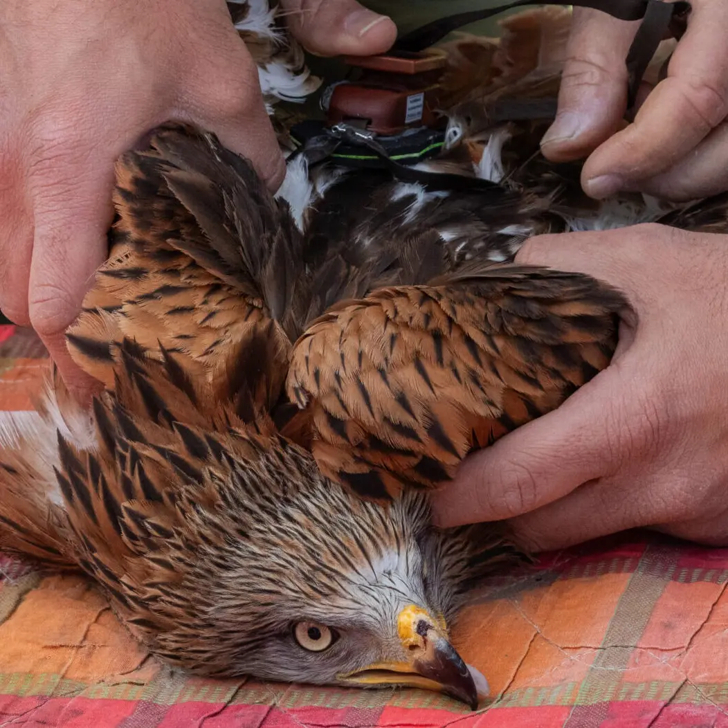 Progetto \"Life Milvus\": il nibbio reale Andrea torna a volare dopo un atto di bracconaggio