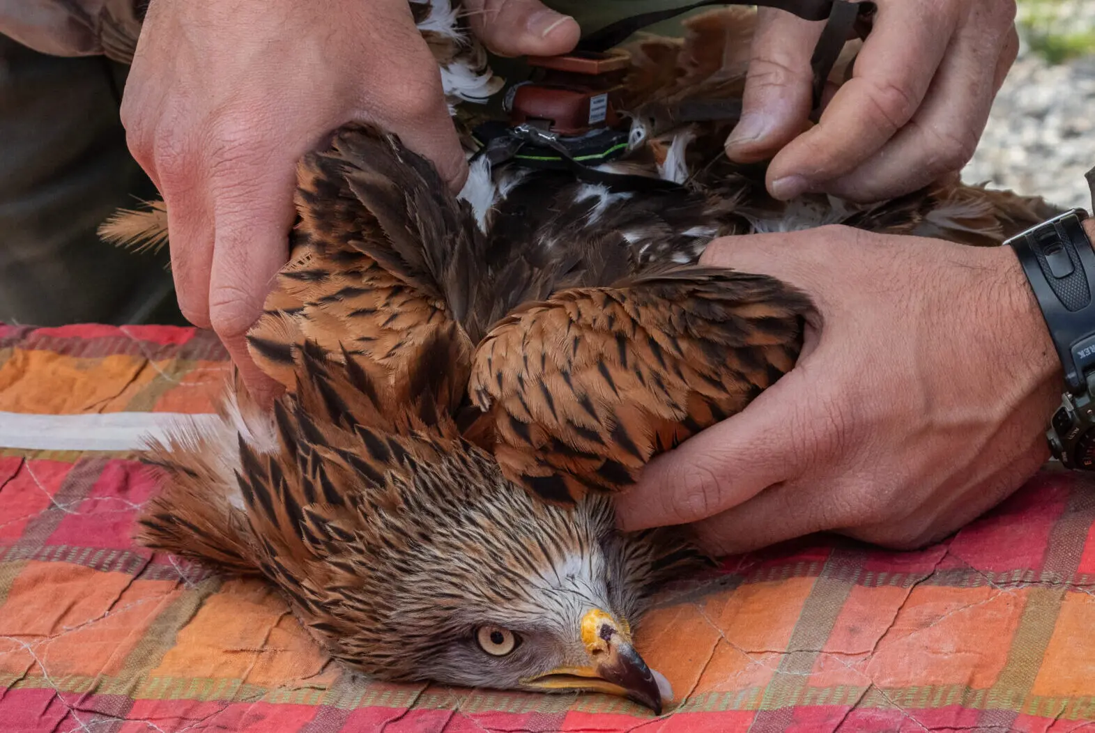 Progetto \"Life Milvus\": il nibbio reale Andrea torna a volare dopo un atto di bracconaggio