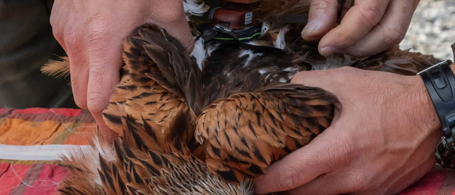 Progetto \"Life Milvus\": il nibbio reale Andrea torna a volare dopo un atto di bracconaggio