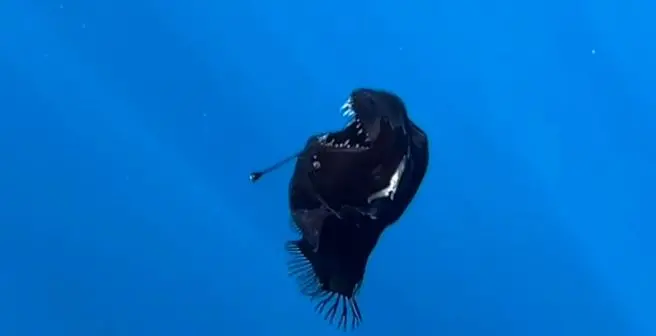 Diavolo nero: il misterioso pesce abissale avvistato a Tenerife