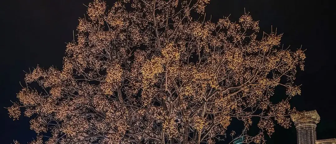 LA FOTO DEL GIORNO | Radici e cielo: la forza che attraversa il tempo