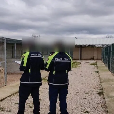 Palmi, aggressione cani di grossa taglia: la Procura chiude le indagini