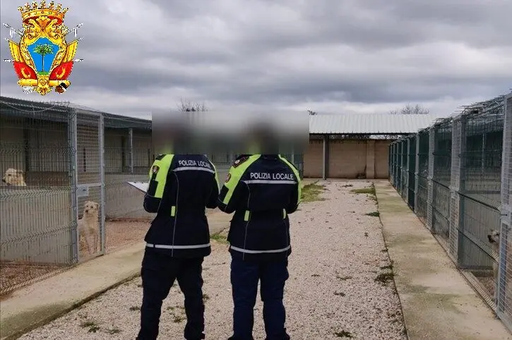 Palmi, aggressione cani di grossa taglia: la Procura chiude le indagini